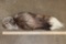 SILVER FOX Cross Tail on a Keychain