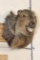 JAVELINA Shoulder Mount