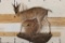Life-sized COMMON DUIKER on a Wall Hanging Base