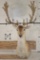 24-Point FALLOW DEER Shoulder Mount with Big Palms