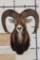 MOUFLON Shoulder Mount
