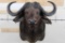 CAPE BUFFALO Shoulder Mount
