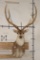 Big AXIS DEER Shoulder Mount