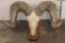 Massive Reproduction DESERT SHEEP Skull and Horns on a Wood Table Pedestal