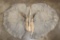 Pair of (2) African ELEPHANT Ears (ONE$)