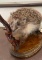 *Rarely Seen* Life-sized EUROPEAN HEDGEHOG Mounted on a Wood Base