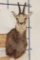 CHAMOIS Shoulder Mount