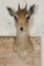 GUNTHER'S DIK-DIK Shoulder Mount