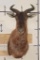 TSESSEBE Shoulder Mount