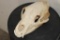 BLACK BEAR Skull with All its Teeth and Intact Nasal Turbinates