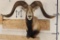 Big CORSICAN SHEEP RAM Shoulder Mount