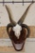 4 Horned JACOB SHEEP Skull on a Wood Wall Pedestal