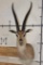 GRANT'S GAZELLE Shoulder Mount