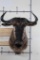 WILDEBEEST Shoulder Mount