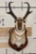 PRONGHORN Shoulder Mount on a Wooden Plaque