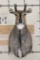 NILGAI Shoulder Mount