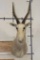 WHITE BLESBOK Shoulder Mount