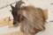 HIMALAYAN TAHR Shoulder Mount