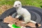 *New* Snow White WEASEL or ERMINE on a Driftwood Base
