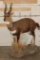 Life-sized BUSHBUCK on a light weight Foam Base