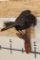 *Rarely Seen* Life-sized CARRION CROW Mounted on a Wood Perch