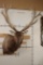 XXL 21-Point RED STAG Shoulder Mount