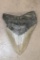 XXL MEGALODON SHARK Tooth Fossil