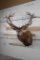 BIG 12-Point RED STAG Shoulder Mount