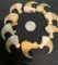 (10) MOUNTAIN LION or COUGAR Front Limb/Killer Claws in a Glass Display Case (ONE$)