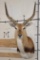KAFUE LECHWE Shoulder Mount
