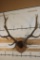 XL Mounted 14-Point ELK Antler Rack on a Nice Fractal Wood Burned Plaque