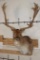 XXL 21-Point FALLOW DEER Shoulder Mount