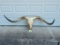Huge Texas LONGHORN STEER Skull with Removable Horns