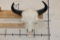 XXL BISON/BUFFALO Skull with a Wire Hanger