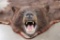 Double Felted Chocolate Phase BLACK BEAR Rug with its Mounted Head