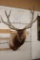 XL 12-Point ELK Shoulder Mount