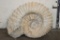XL 17 lb AMMONITE Fossil Specimen from Morocco