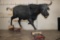 Life-sized Female/Cow CAPE BUFFALO from Africa
