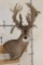 XXL Non-Typical 44-Point WHITETAIL DEER Wall Pedestal