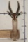 GERENUK Shoulder Mount