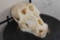 *TEXAS RESIDENTS ONLY*! *RARE* DRILL Primate Skull