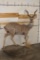 Life-sized LESSER KUDU on a light-weight Foam Base
