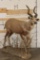 *Rarely Seen* Life-sized SITATUNGA on a light-weight Foam Base