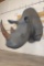 XL *Real Skin* WHITE RHINOCEROS Shoulder Mount with Reproduction Horns