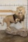 *TEXAS RESIDENTS ONLY* Life-sized AFRICAN LION with an XXL Mane on a Base with Wheels