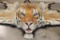 *TEXAS RESIDENTS ONLY* XL TIGER Rug with its Mounted Head and a Felt Bottom