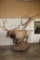 Life-sized MOUTAIN LION Leaping onto a Life-sized BULL ELK