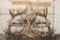 XXL Hand-made ELK Antler Chandelier Made from 20 Antler Sheds
