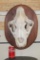 *TEXAS RESIDENTS ONLY* The Biggest AFRICAN LION Skull We have Ever Seen!