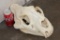 *TEXAS RESIDENTS ONLY* Big AFRICAN LION Skull with All its Teeth